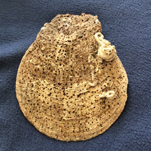 Hand-painted Seastar on Scallop Shell - Picture 2 of 3